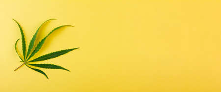 A miniature green cannabis leaf lies to the side against a yellow background. Photo banner. Place for your text. View from above.の写真素材