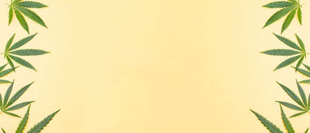 Small green cannabis leaves spread out on the sides against a yellow background. Photo banner. Place for your text. View from above.の写真素材