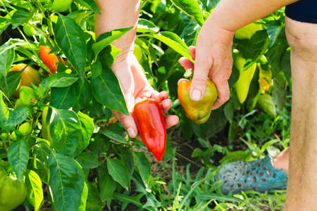 An adult woman collects bell peppers from the bushes grown in the garden. Selective focus. Photo concept.の写真素材