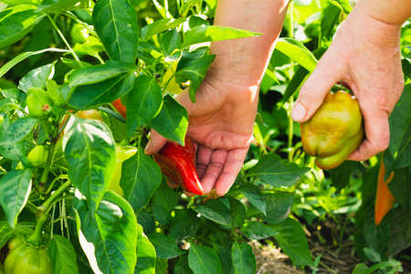 An adult woman collects bell peppers from the bushes grown in the garden. Selective focus. Photo concept.の写真素材