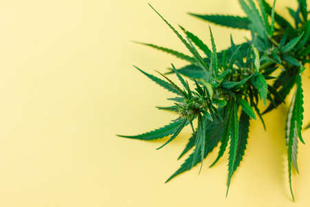 Branch of fresh wild hemp on a yellow background. Place for your text. View from above. Photo concept.の写真素材