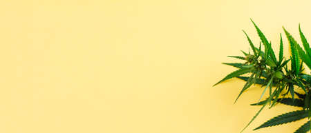 Branch of green fresh cannabis lying sideways on a yellow background. Place for your text. Photo banner. View from above. Photo concept.の写真素材