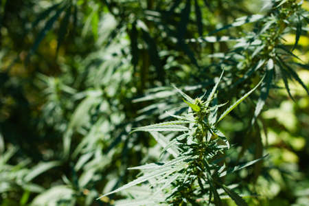 Various branches of wild hemp against the background of bushes. View from above. Photo concept. Selective focus.の写真素材