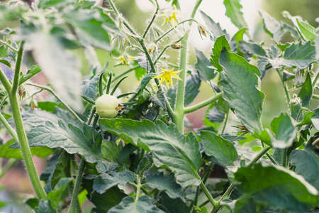 A bush of green home-grown tomatoes grown in a garden bed. Selective focus. Photo concept.の写真素材