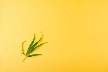 A small flaccid leaf of green cannabis on a yellow background. Place for your text. View from above. Photo concept.の写真素材