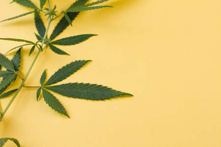 A sprig of green wild hemp on a yellow background. Place for your text. View from above. Photo concept.の写真素材