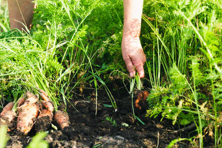 An elderly woman collects carrots grown in the garden beds. Selective focus. Gardening concept.の写真素材