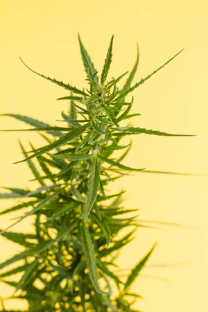 Young sprig of wild hemp on a yellow background. View from above. Photo concept.の写真素材