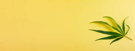 A miniature green cannabis leaf lies to the side against a yellow background. Photo banner. Place for your text. View from above.の写真素材