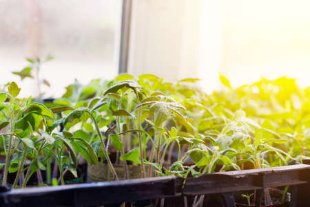 pepper seedlings in cups on a white windowsill, close-up, with water droplets on the leaves, food background. with sunbeamsの写真素材