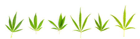 Green various cannabis leaves laid out in a row on a white background. View from above. Photo banner.の写真素材
