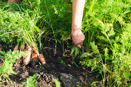 An elderly woman collects carrots grown in the garden beds. Selective focus. Gardening concept.の写真素材