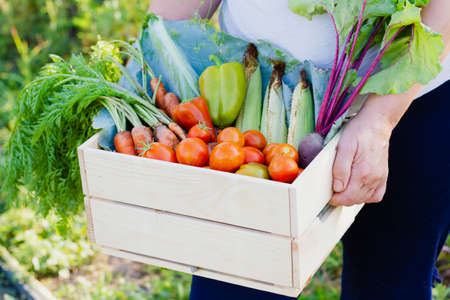 A woman, dressed in a white blouse and black pants, holds a wooden box with various useful vegetables against the backdrop of a vegetable garden. Selective focus.の写真素材