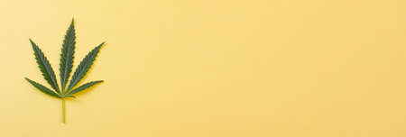 A miniature green cannabis leaf lies to the side against a yellow background. Photo banner. Place for your text. View from above.の写真素材