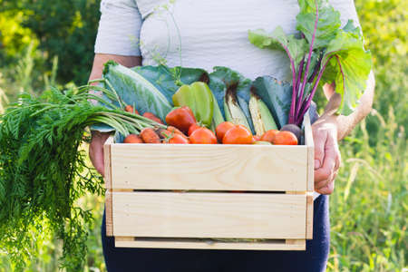 A woman, dressed in a white blouse and black pants, holds a wooden box with various useful vegetables against the backdrop of a vegetable garden. Selective focus.の写真素材