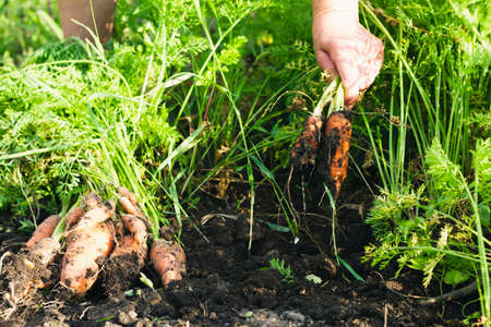 An elderly woman collects carrots grown in the garden beds. Selective focus. Gardening concept.の写真素材