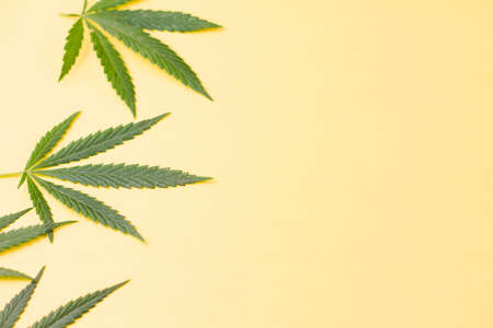 Various green cannabis leaves lie to the side against a yellow background. View from above. Place for your text. Photo concept.の写真素材