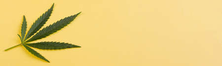 Small green cannabis leaf lying on a yellow background. View from above. Photo banner. Place for your text.の写真素材