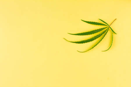 A small green cannabis leaf lies on a yellow background. Place for your text. View from above.の写真素材
