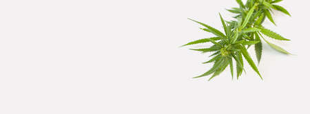 Bush of green fresh hemp isolated on white background. View from above. Place for your text. Photo banner.の写真素材