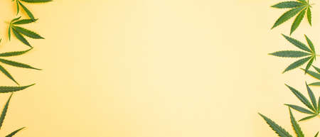 Small green cannabis leaves spread out on the sides against a yellow background. Photo banner. Place for your text. View from above.の写真素材