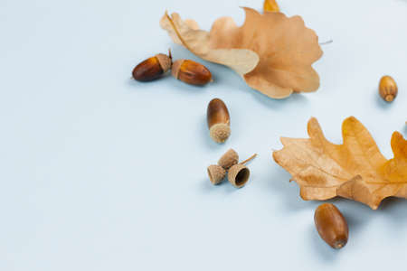 Maple autumn leaves with small acorns on a blue background. Autumn concept.の写真素材