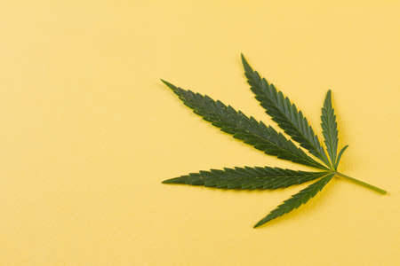 Small green cannabis leaf lying on a yellow background. View from above. Photo concept. Place for your text.の写真素材