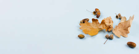 Dry autumn leaves and acorns on a blue background. View from above. Place for text. Photo banner.の写真素材