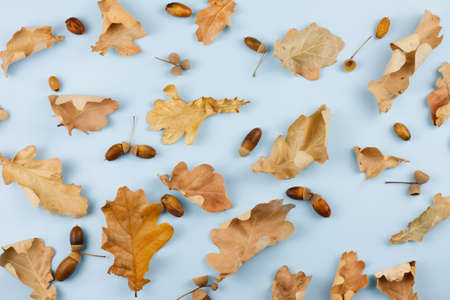 Autumn dry leaves on a blue background. Pattern. October concept. Place for text.の写真素材