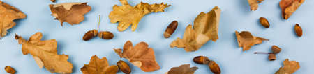 Autumn dry leaves with acorns on a blue background. Photo banner. View from above.の写真素材