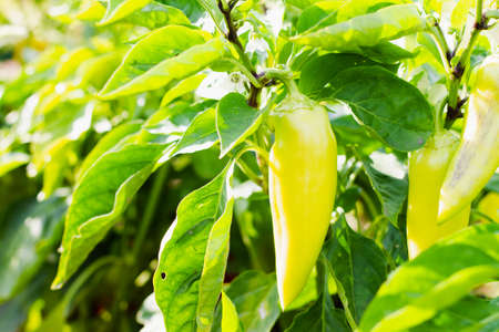 Sweet peppers against the background of home-grown bushes. Gardening concept. Selective focus.の写真素材