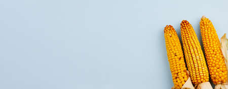 Three corn on a blue background. Harvesting concept. View from above. Place for text. Photo banner.の写真素材