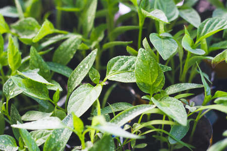 seedlings in a cup with large leaves and water droplets, food background, spring season, close-upの写真素材