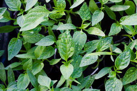 young sprouts of pepper with water droplets, on the windowsill, close-up, food backgroundの写真素材
