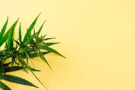 Small green hemp bush lying on a yellow background. View from above. Place for your text.の写真素材