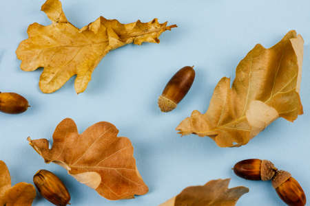 Autumn dry leaves with acorns on a blue pastel background. View from above. Fall concept. Pattern.の写真素材