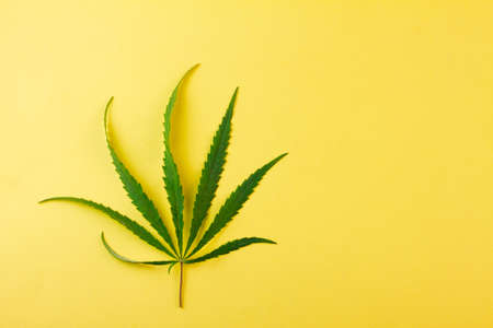 A small green cannabis leaf lies on a yellow background. Place for your text. View from above.の写真素材
