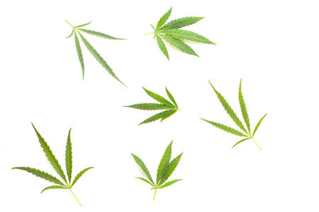 Small cannabis leaves are scattered on a white background. View from above. Photo concept.の写真素材