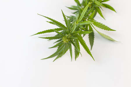 Bush of green fresh hemp isolated on white background. View from above. Photo concept.の写真素材