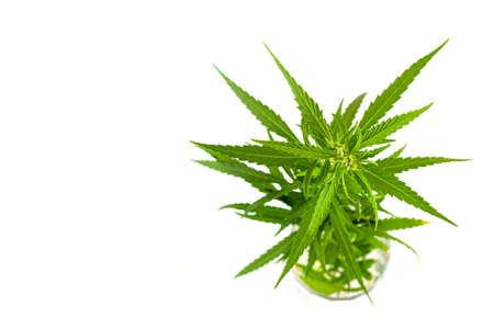 Bush of green fresh hemp isolated on white background. View from above. Photo concept.の写真素材
