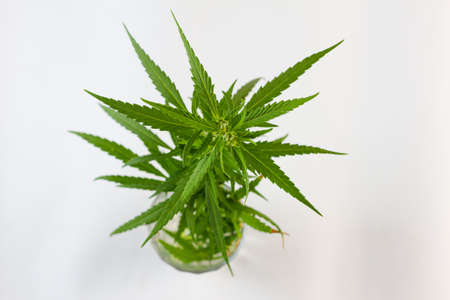 Bush of green fresh hemp isolated on white background. View from above. Photo concept.の写真素材