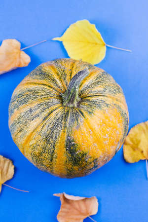 Pumpkin with autumn leaves on a blue background. View from above. Place for text. Harvesting concept.の写真素材