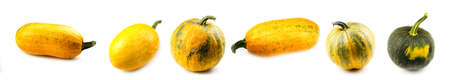 Different types and shapes of pumpkins on a white background. Photo banner. Harvesting concept.の写真素材