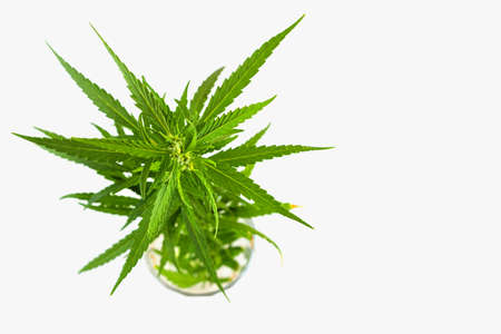 Large branch with green fresh hemp leaves on a white background. View from above.の写真素材