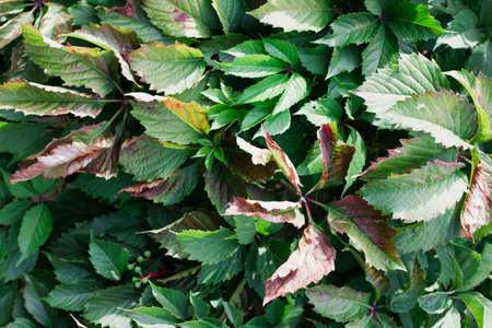Medium green leaves spat on the wall. The concept of beauty in nature.  Banner photo.の写真素材