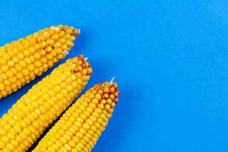 Three raw big corn on a blue background. View from above. Harvesting concept.の写真素材