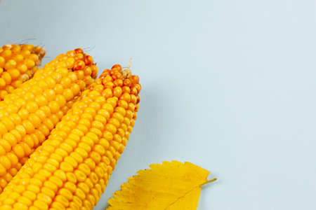 Raw big corn on a blue pastel background. Autumn harvest concept. View from above.の写真素材