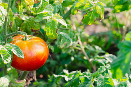 Ripe tomatoes on the background of the beds. Selective focus. The concept of ripening autumn fruits.の写真素材
