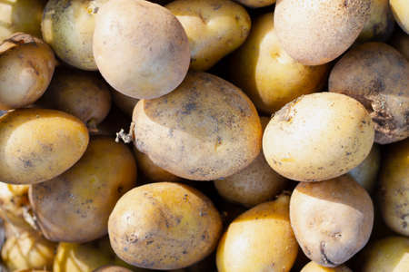 Lots of raw potatoes. Autumn harvest concept. View from above.の写真素材