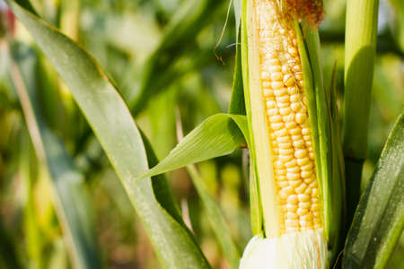 Ripe corn on the background of the beds. Selective focus. Photo banner. Autumn harvest concept.の写真素材